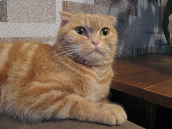 Котовторник объявляется открытым!