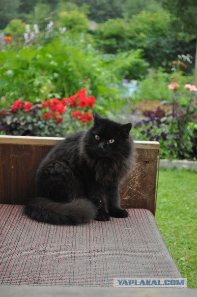 Котовторник в "КотоГетто"