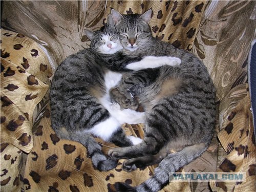 Первый КОТОВТОРНИК 2012