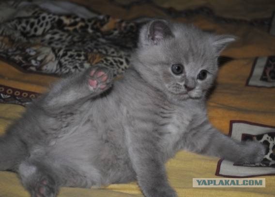 Котовторник 17 января