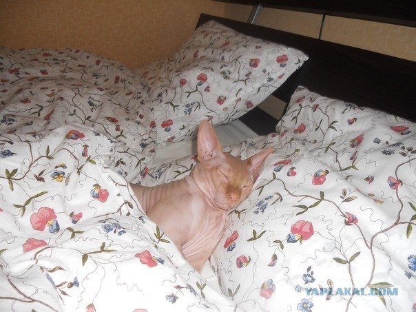Котовторник (07.02.2012)