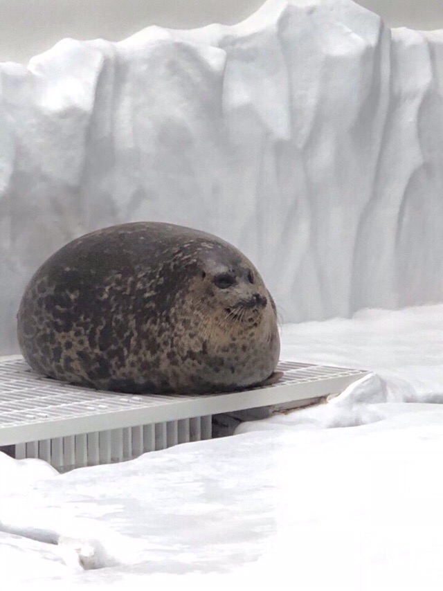 Живность из сети