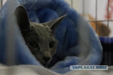 Котовторник 27.03.2012