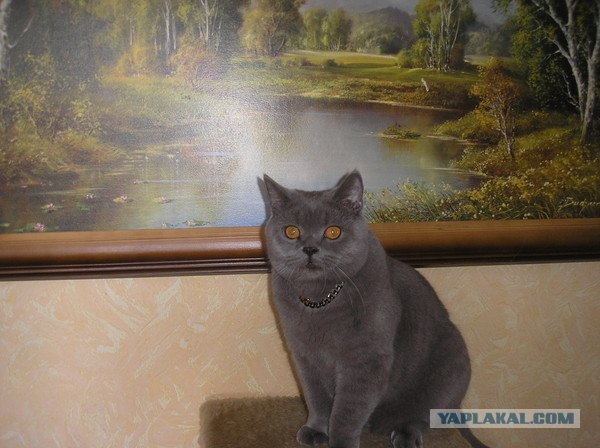Котовторник  14.08.2012.