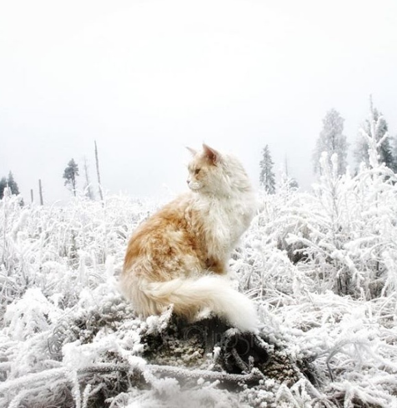 Прикольных котов пост