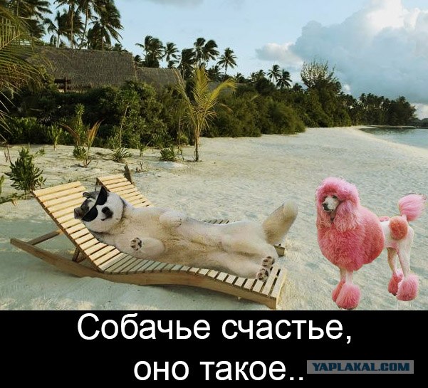 Собачий планкинг на ходу