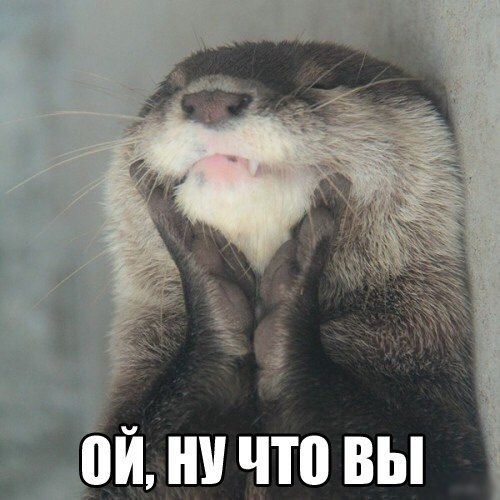 Милые животные. Мимиметр сломался