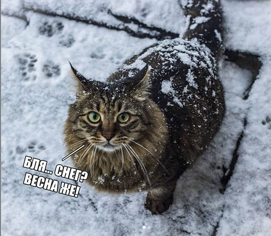 20 очень веселых фотографий котов с забавными комментариями их владельцев