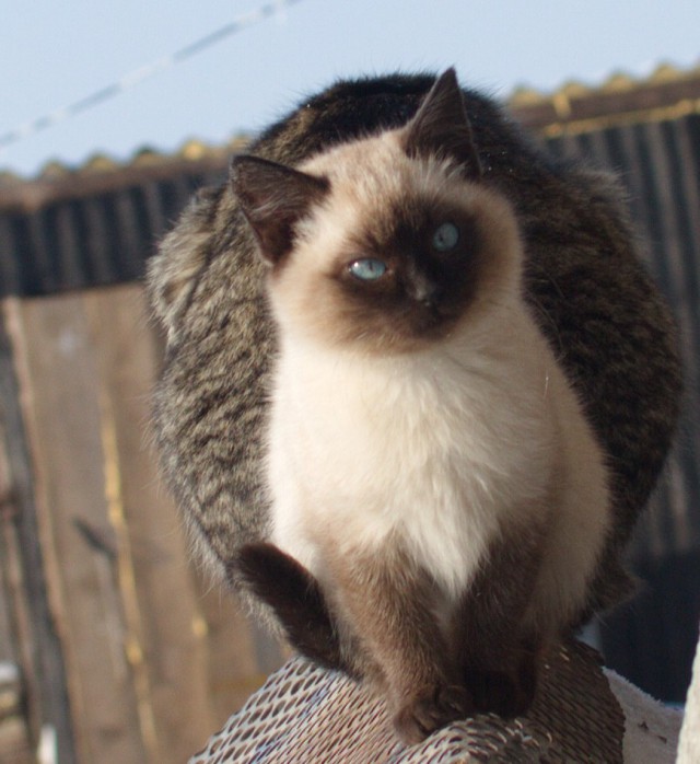 Картинки с котами и про котов