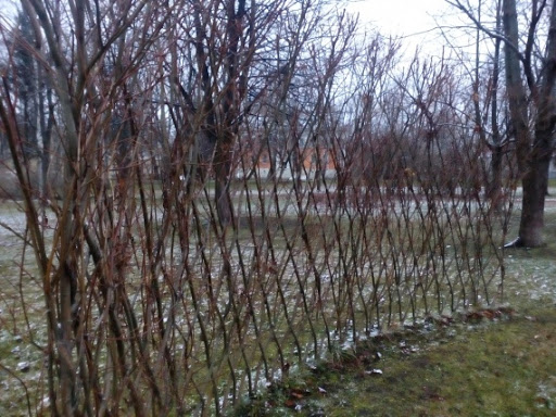 "У нас не Европа!" - почему россияне выбирают высоченные заборы и смеются над живой изгородью