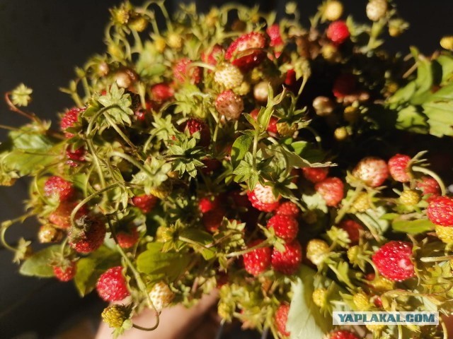 Выехал в лес попить пива...