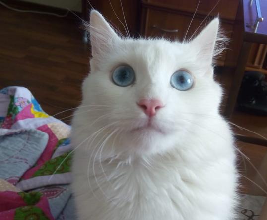 Котовторник