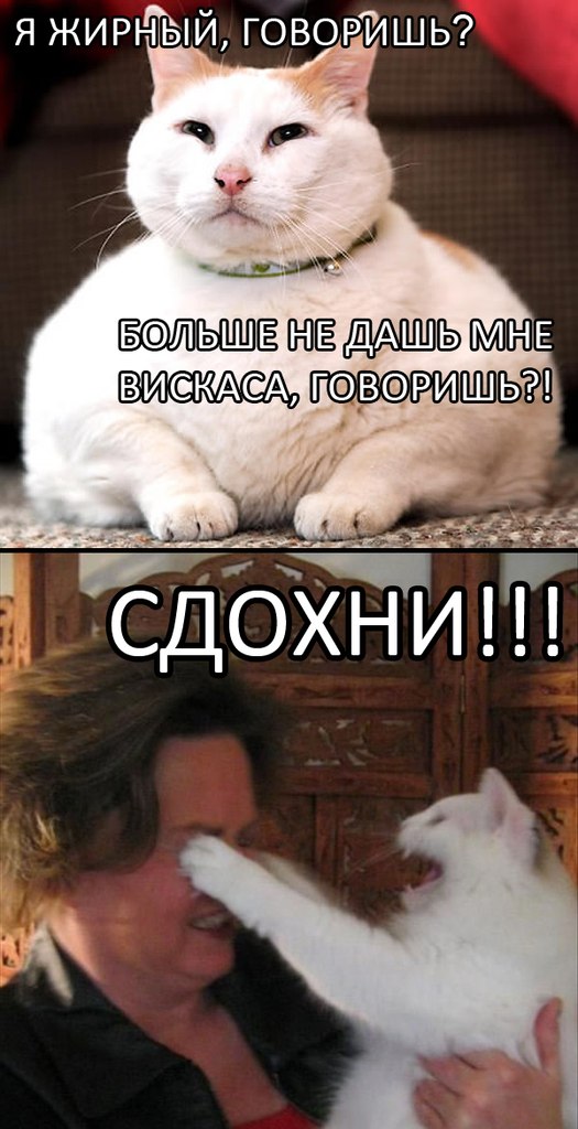 Смешные коты 18.08.20