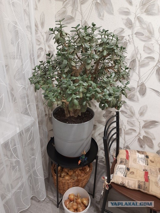 Жена не подходит моей новой квартире