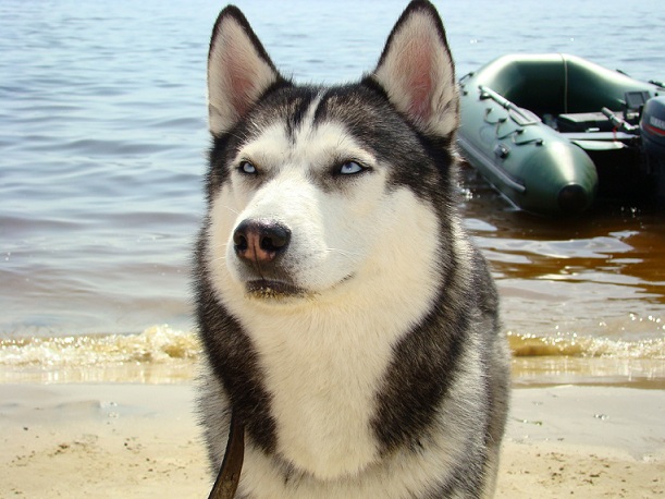 Щенок хаски