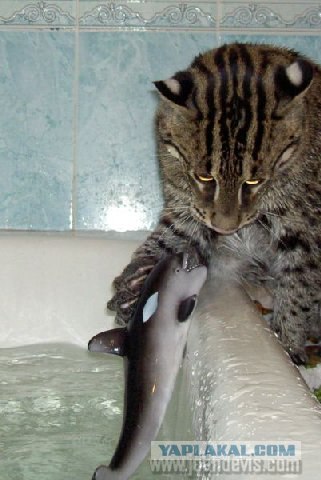 Коты любят принимать ванну