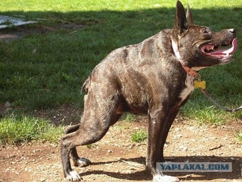 Насохранял