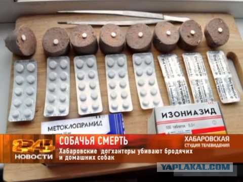 Астрахань. Ряды догхантеров пополняются
