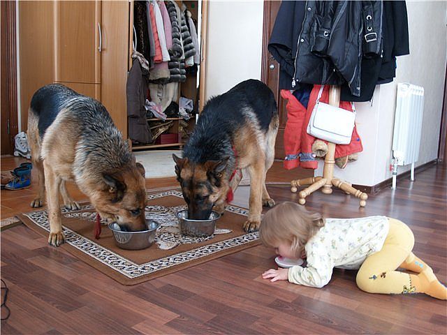 5-летняя девочка и собачки