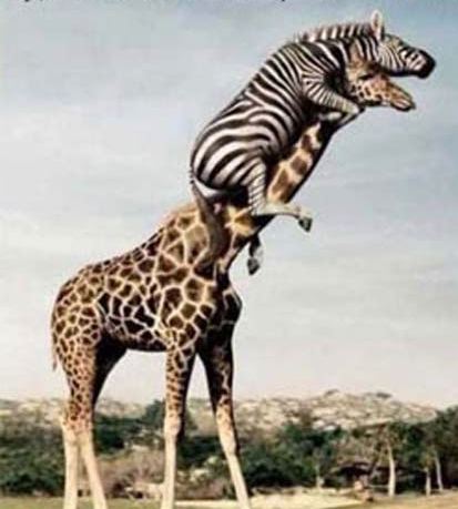 Животные добрые, они помогают друг другу