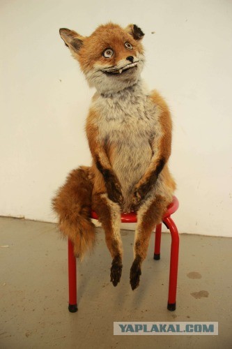 Осторожно мошенники на авито! (16+)