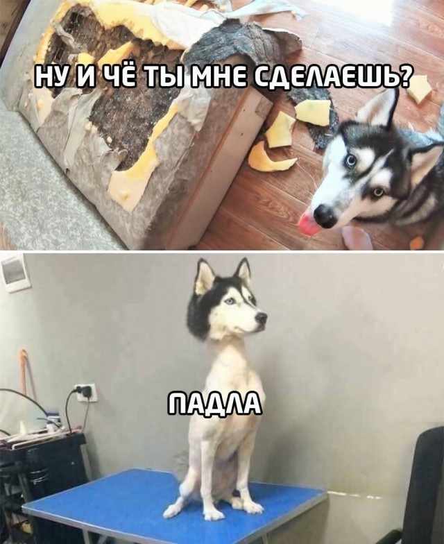 Заведи хаски, говорили они