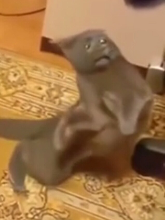 Хищник испытал шок