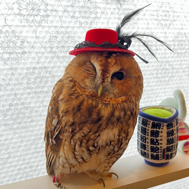 Сова едет на корпоратив