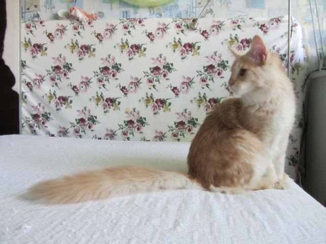 Котовторник  10.12.2013
