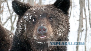 Индия также выразила поддержку России
