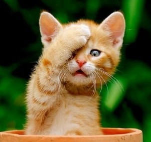 Майдан Шоу продолжаеться!