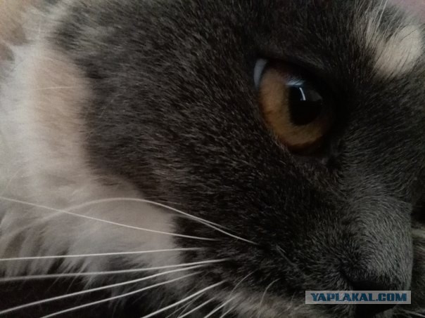 Котовторник 16.09.14
