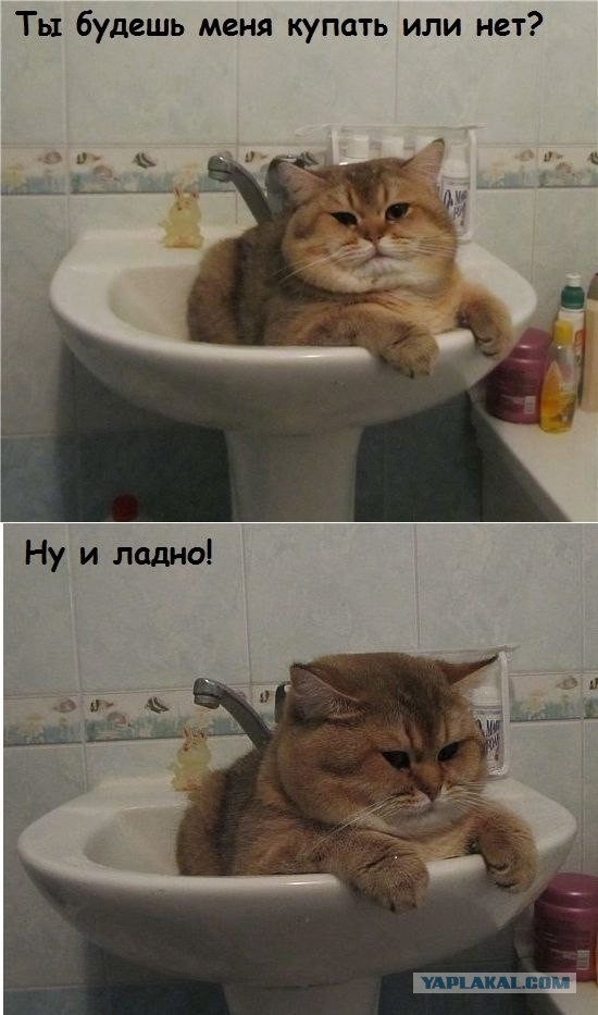 Весёлые картинки