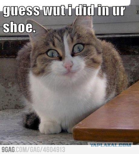 Сказ о том, как я уголок для котов строил