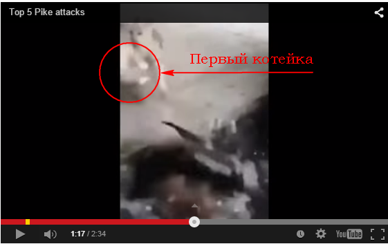 Щуки на охоте