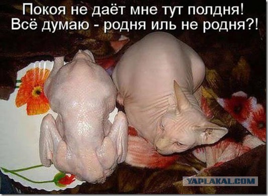Котики и буквы