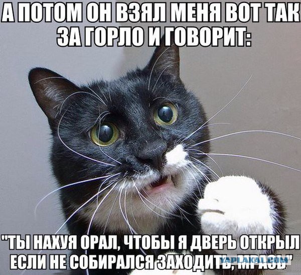 Вся суть котэ