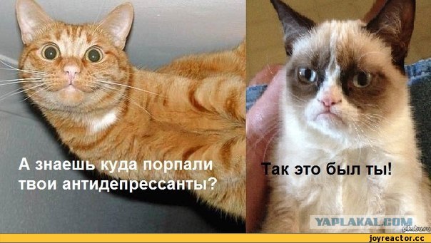 Кот идет на поправку...