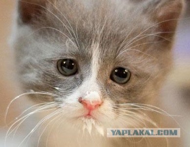 Забавные коты, ведущие себя как офисные работники