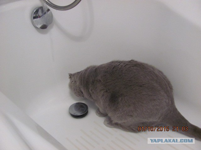 Котовторник 13.10.2015