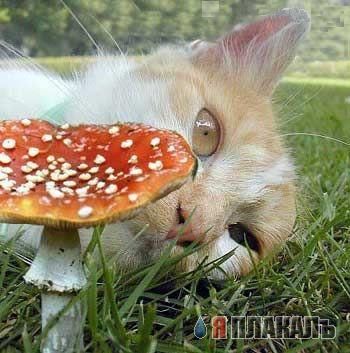 Коты, кошки, котята