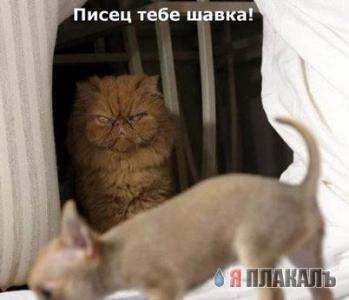 Кошки и Собаки - большая подборка