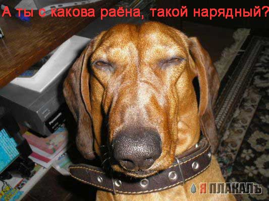 СОБАКИ и ЩЕНКИ. Все про собак!