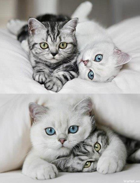 Демы к котовторнику!
