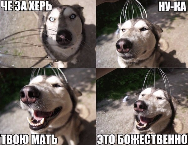 Мохнатые беспредельщики