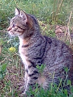 Котовторник 26.07 2016
