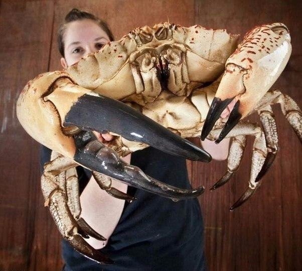 Божьи твари
