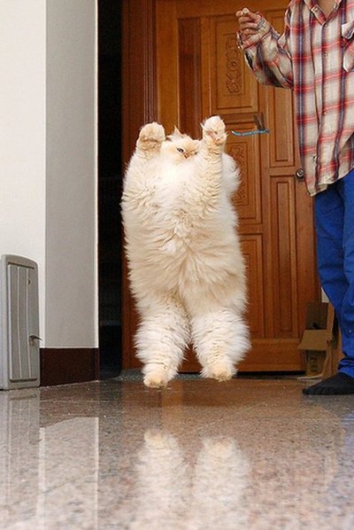 Коты из сети