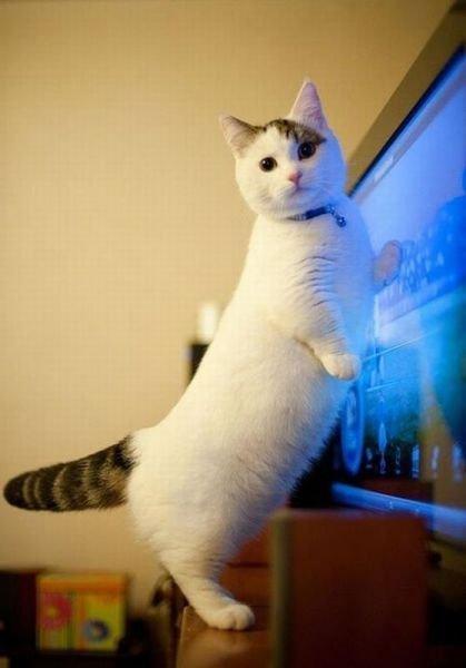 Коты и Кошки