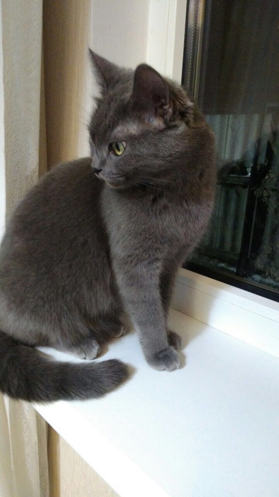 Коты и Кошки